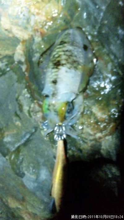 �����ꥤ��