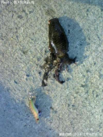 �����ꥤ��