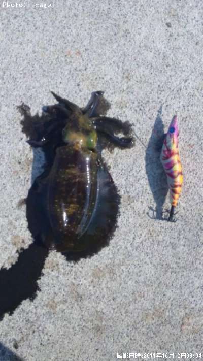 �����ꥤ��