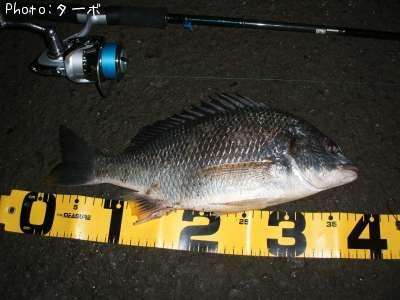 ���ӥ����