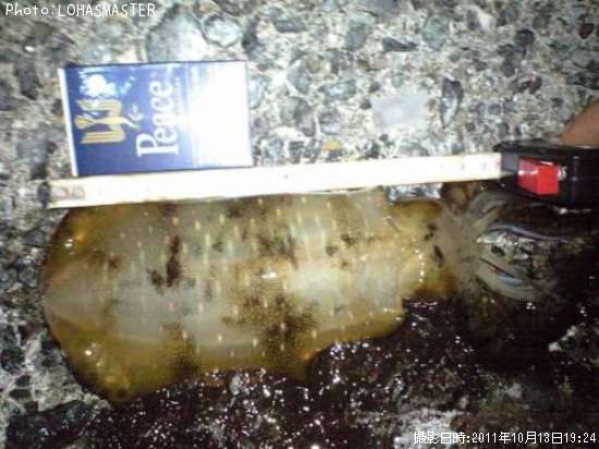 �����ꥤ��