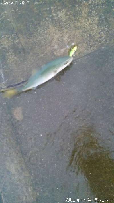 �����å�