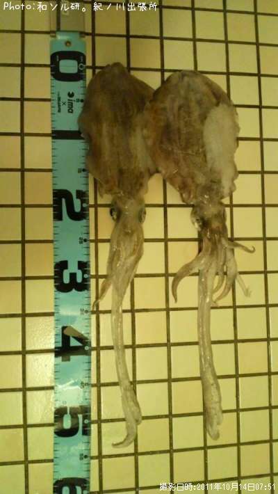 �����ꥤ��