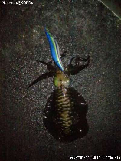 �����ꥤ��