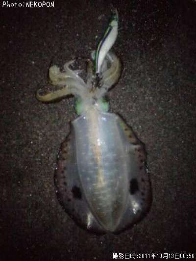 �����ꥤ��