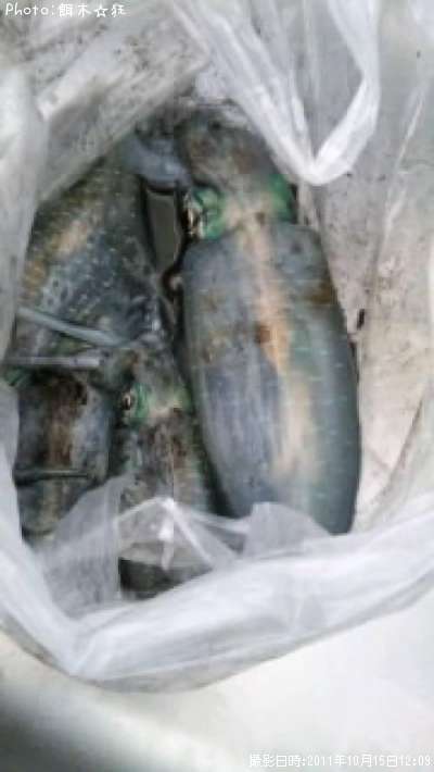 �����ꥤ��