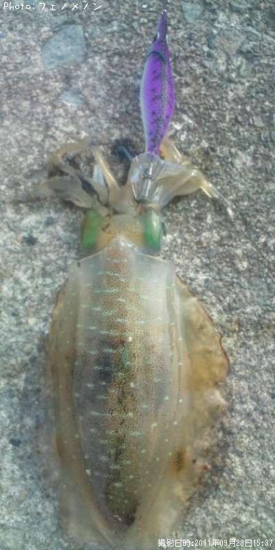 �����ꥤ��