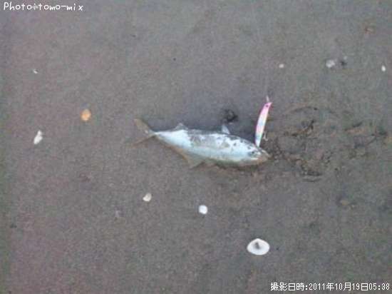 �����å�