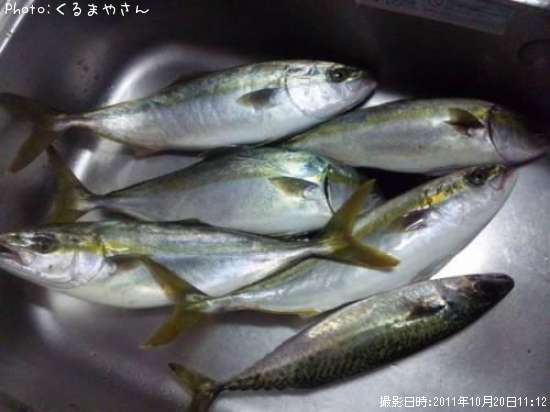 ���ʥ��Ȼ�