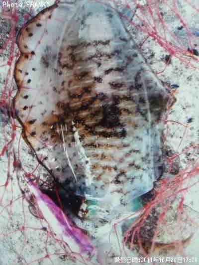 �����ꥤ��