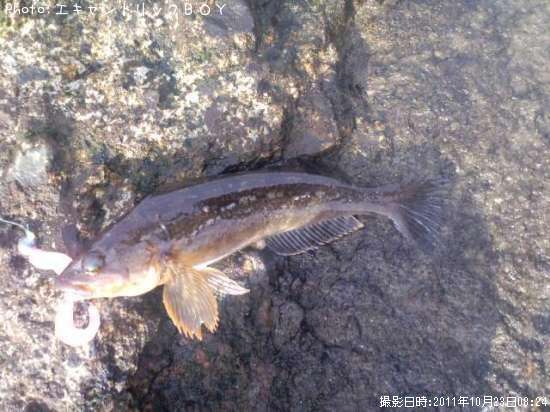 �����ʥ�