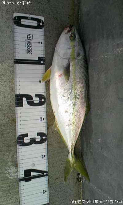 ���ʥ���