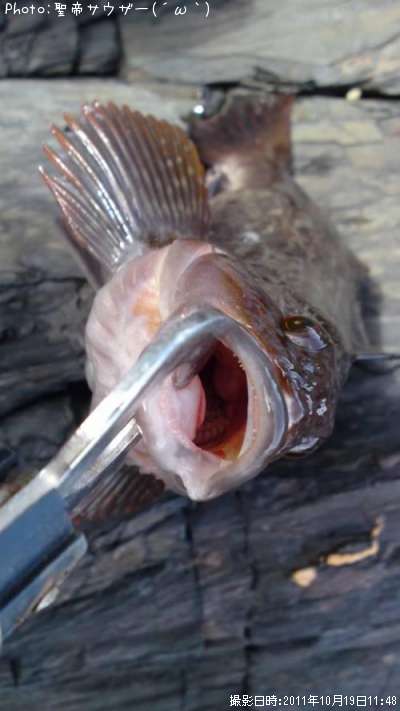 �����ʥ�