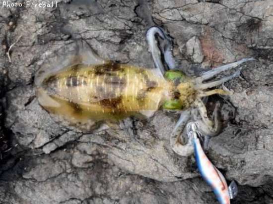 �����ꥤ��