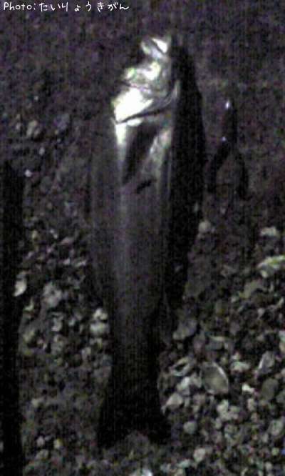 �����Х�