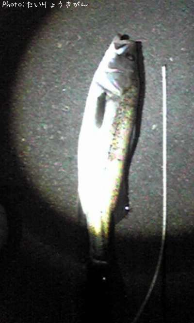 �����Х�