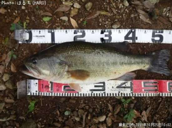 �֥�å��Х�