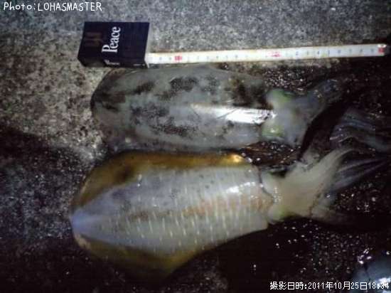 �����ꥤ��