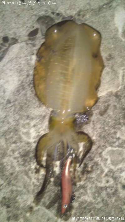 �����ꥤ��