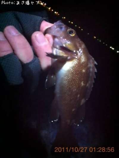 ������Х�