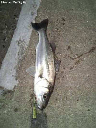 �����Х�