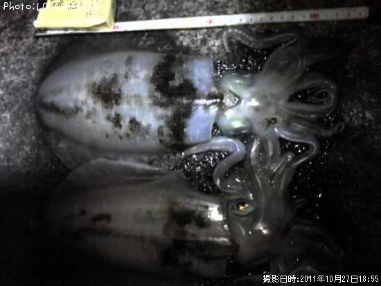 �����ꥤ��