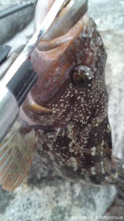 �����ʥ�