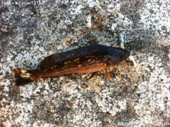 �����ʥ�