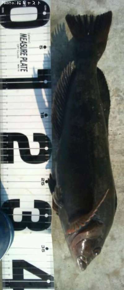 �����ʥ�