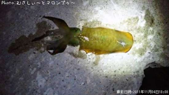 �����ꥤ��