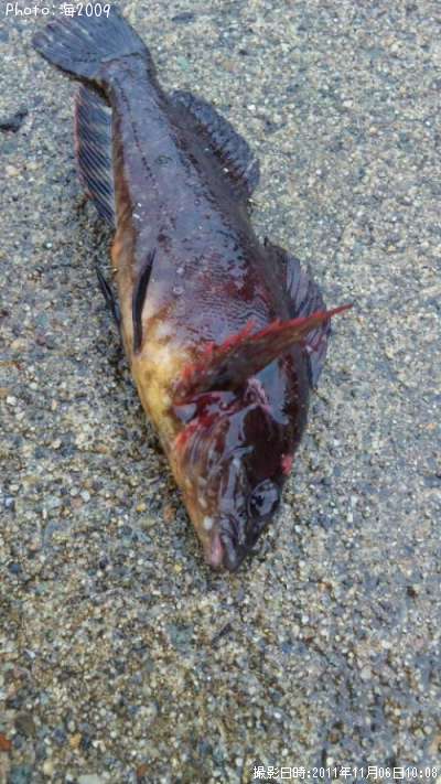 �����ʥ�