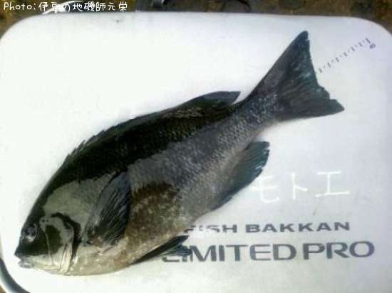 �����᥸��