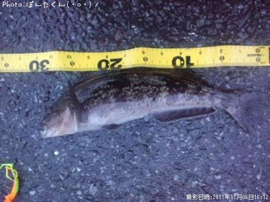 �����ʥ�