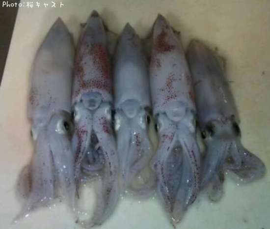 �ƥ��ӥ���