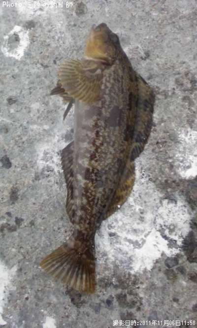 �����ʥ�