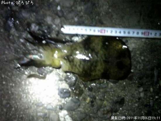 �����ꥤ��