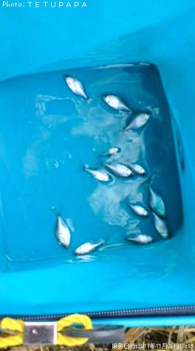 ��Φ�Х饿�ʥ�