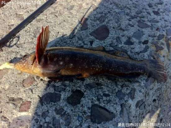 �����ʥ�