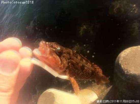 �����ʥ�