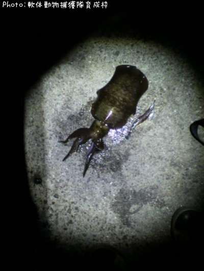 �����ꥤ��