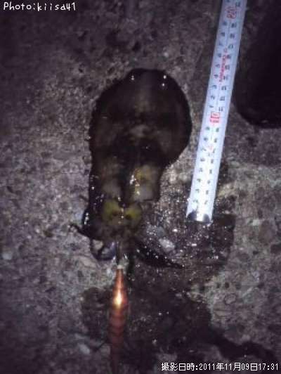 �����ꥤ��