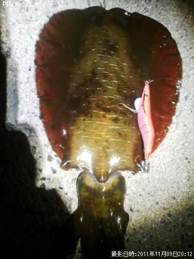 �����ꥤ��