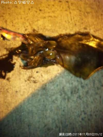 �����ꥤ��