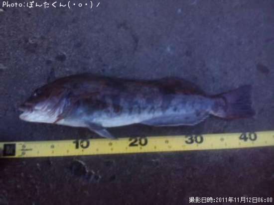 �����ʥ�