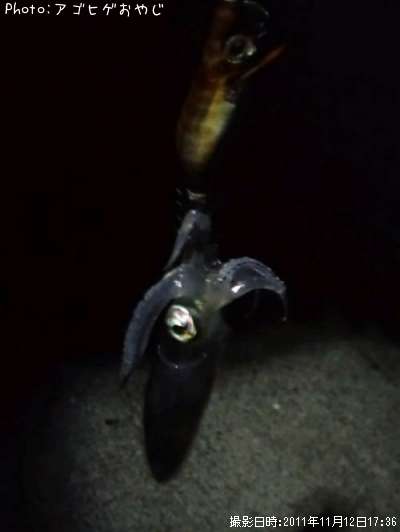 �ƥ��ӥ���