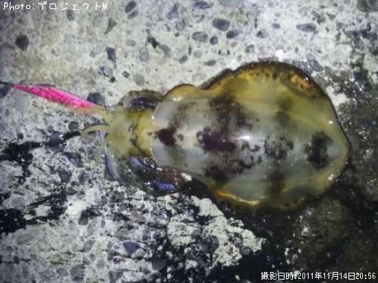 �����ꥤ��