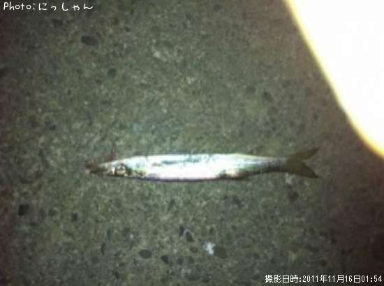 �饫�ޥ�
