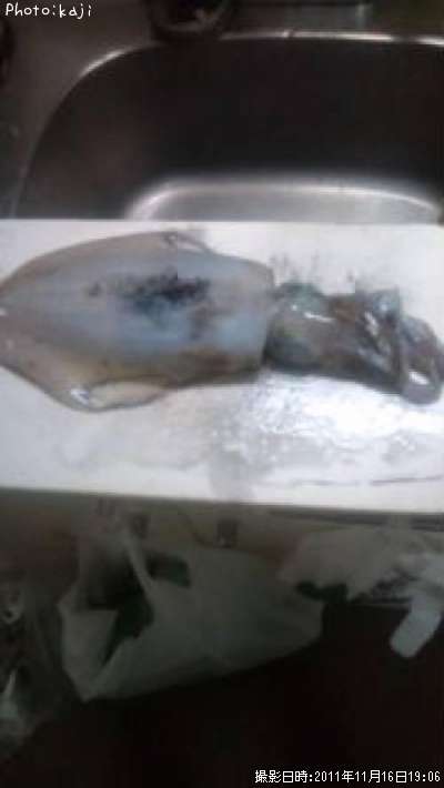 �����ꥤ��