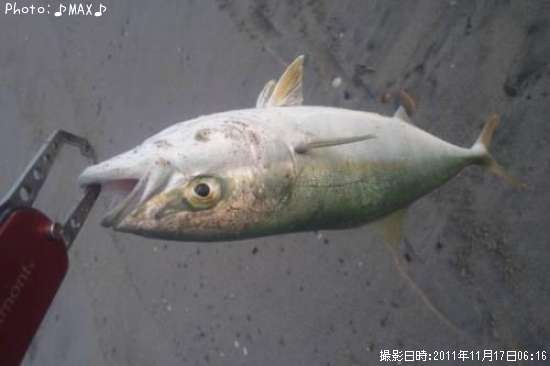 �����å�