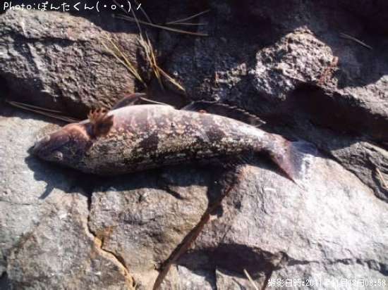 �����ʥ�